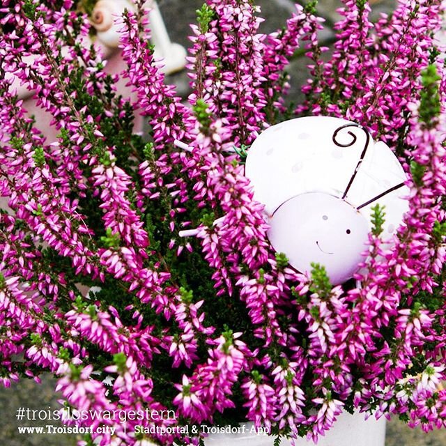 Da heute so ein trüber Tag ist brauchen wir alle ein bisschen Aufmunterung Dieser süße Marienkäfer schaut so lieb da kriegt man doch direkt besser... Da heute so ein trüber Tag ist brauchen wir alle ein bisschen Aufmunterung Dieser süße Marienkäfer schaut so lieb da kriegt man doch direkt besser...