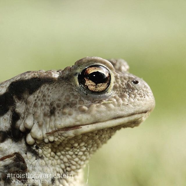 Jeder hat diesen einen Freund der immer dagegen ist Wer kennts wir sind dafür wwwtriosdorfcity troistloswargestern troisdorfcity troisdorf animal... Jeder hat diesen einen Freund der immer dagegen ist Wer kennts wir sind dafür wwwtriosdorfcity troistloswargestern troisdorfcity troisdorf animal...