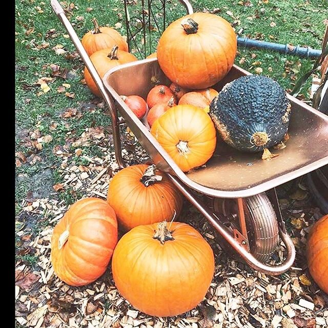 Kürbiszeit Dekoriert ihr euren Garteneuer Haus im herbstlichen Look Schön sieht es ja aus Tolles Bild von jasminesaffairs Kürbiszeit Dekoriert ihr euren Garteneuer Haus im herbstlichen Look Schön sieht es ja aus Tolles Bild von jasminesaffairs