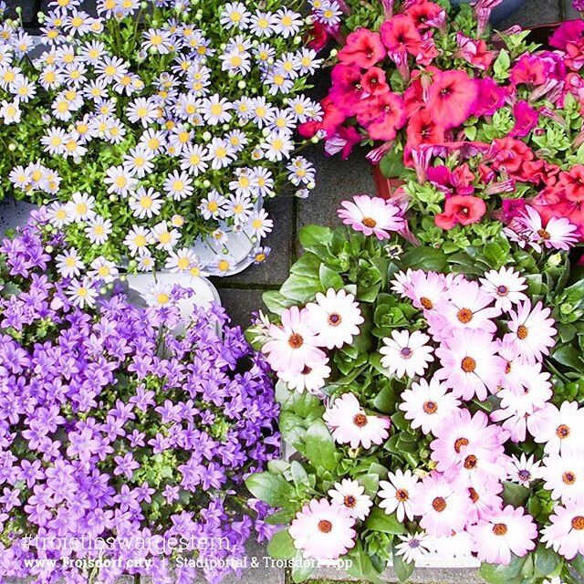 Springtime  Blumen shoppen bei Mohn Blumen