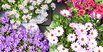 Springtime  Blumen shoppen bei Mohn Blumen