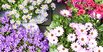 Springtime  Blumen shoppen bei Mohn Blumen