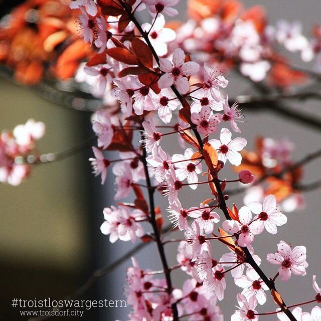 tb summer blumenkinder wwwtroisdorfcity troistloswargestern troisdorfcity troisdorf flowers blumen outside rosa traum dream duft summer paradise s... tb summer blumenkinder wwwtroisdorfcity troistloswargestern troisdorfcity troisdorf flowers blumen outside rosa traum dream duft summer paradise s...