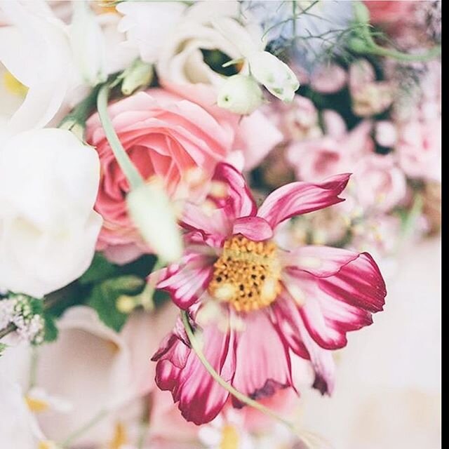 Tolle Blumen bei bluetenreichflorist a flower does not think of competing with the flower next to it It just blooms Tolle Blumen bei bluetenreichflorist a flower does not think of competing with the flower next to it It just blooms