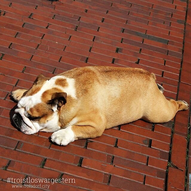 Wir brauchen coffee  wem gehts auch so gutenmorgen troisdorf troistloswargestern troisdorfcity troisdorfinnenstadt city tired dog hund  relax daydr...